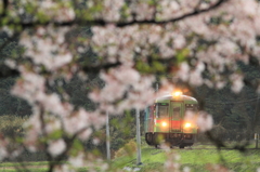 散り往く桜から