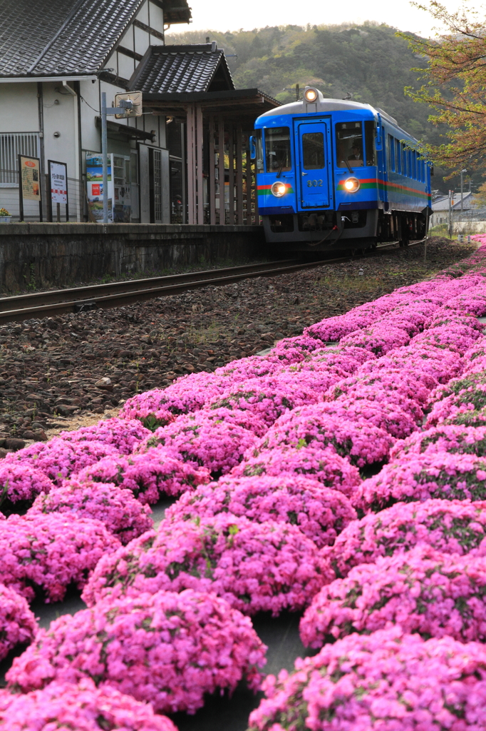 芝桜の夕日ヶ浦木津温泉駅