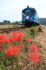 線路脇の彼岸花