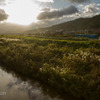 夕日を浴びる川沿いのススキとローカル列車
