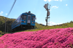 芝桜をはしる707