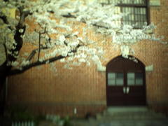 古い教会と桜
