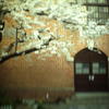 古い教会と桜
