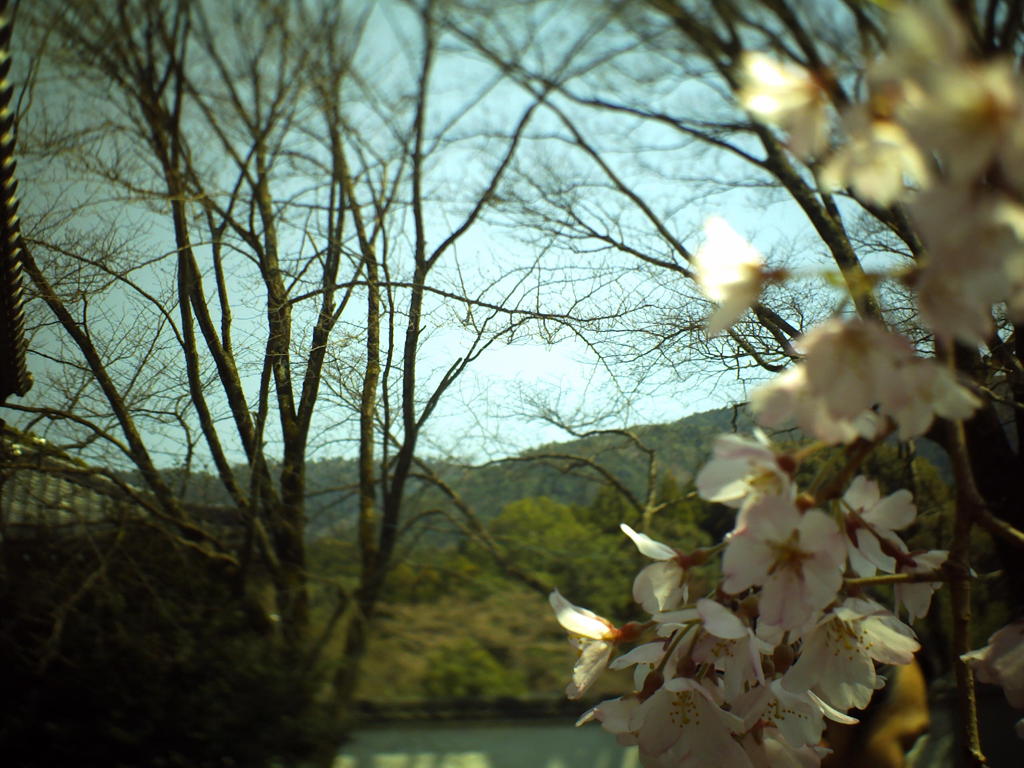 醍醐寺の桜