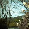 醍醐寺の桜