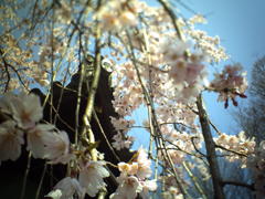 枝垂桜を見上げる