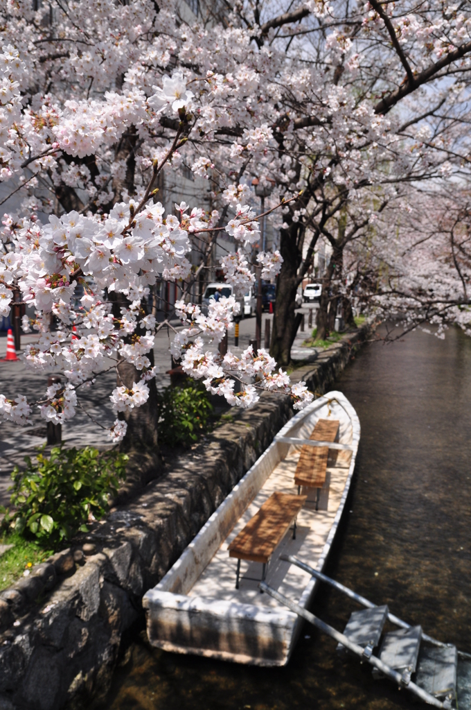 小舟桜