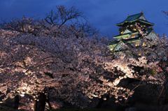 太閤の花見