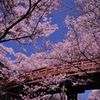 高遠城址の桜