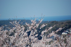 桜と海と青い空