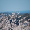 桜と海と青い空