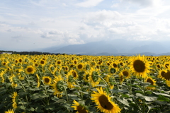 夏の終わりのひまわり1