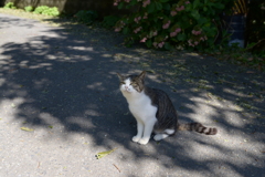 ねこ　ドヤ顔
