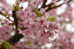 河津桜