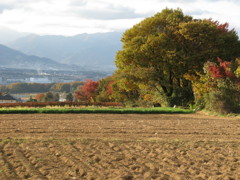 田舎の秋
