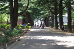 旧制松本高等学校　木陰