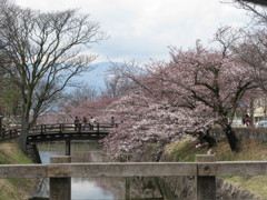松本城　お堀　桜
