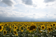 夏の終わりのひまわり2