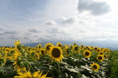 夏の終わりのひまわり4