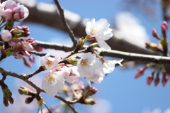 SAKURA