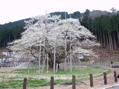 淡墨桜の全景