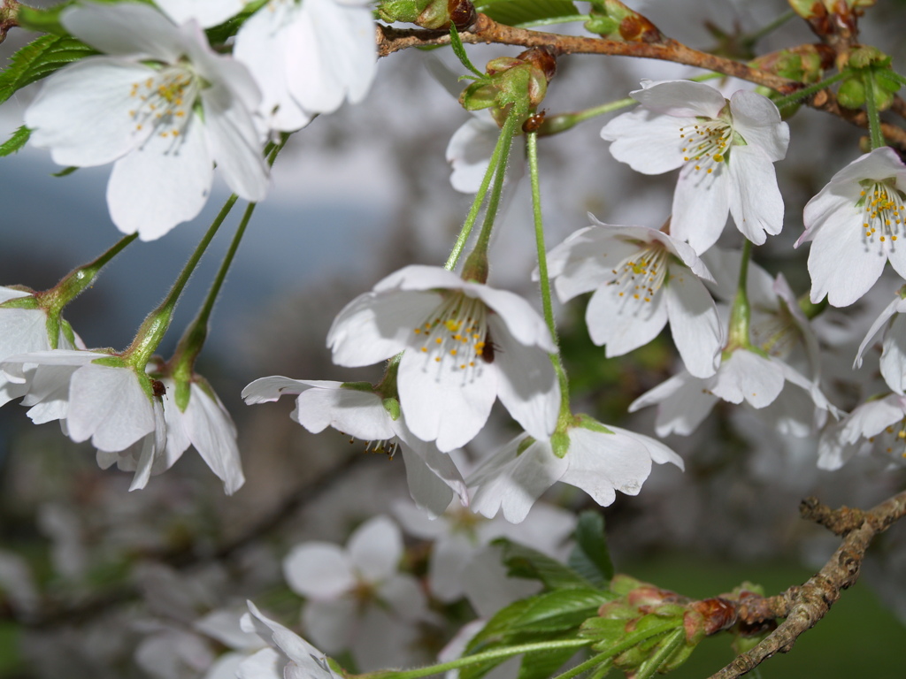 桜