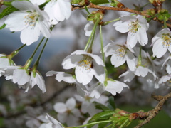 桜