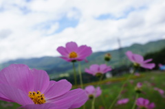 コスモスと空
