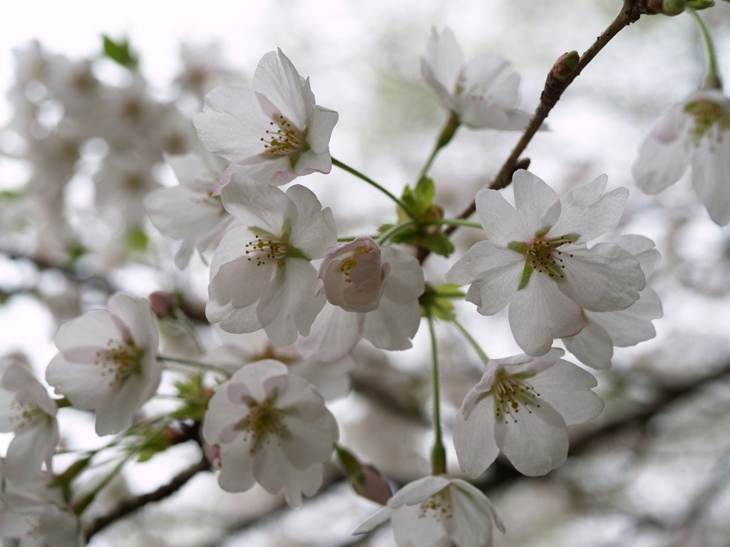 桜