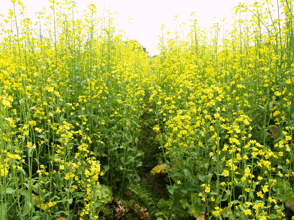 近所の菜の花