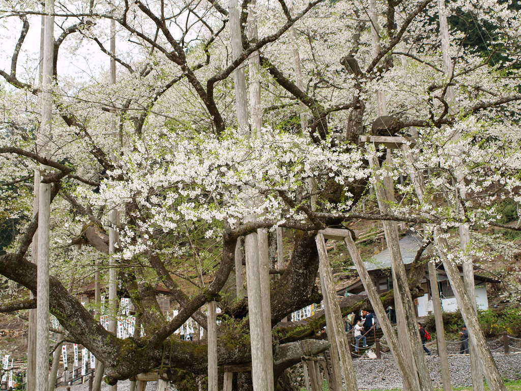 淡墨桜