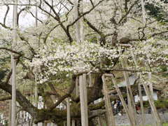 淡墨桜