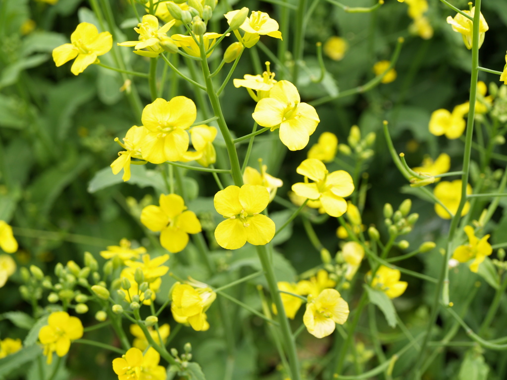 近所の菜の花