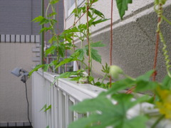 グリーンカーテンとあまがえる