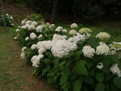 紫陽花