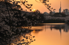 夕景桜