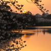 夕景桜
