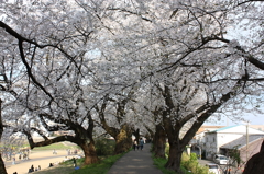 桜の屋根と仲睦まじい親子