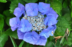 ハートの紫陽花？