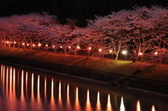 桜と提灯の行列