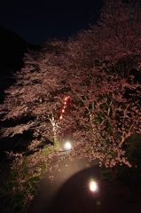 夜桜の明暗