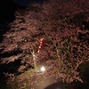 夜桜の明暗