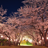 桜トンネル