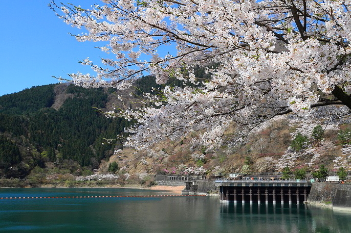 湖畔の春