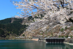 湖畔の春