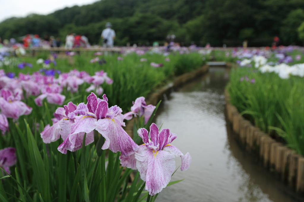 水辺の菖蒲