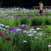 菖蒲祭り