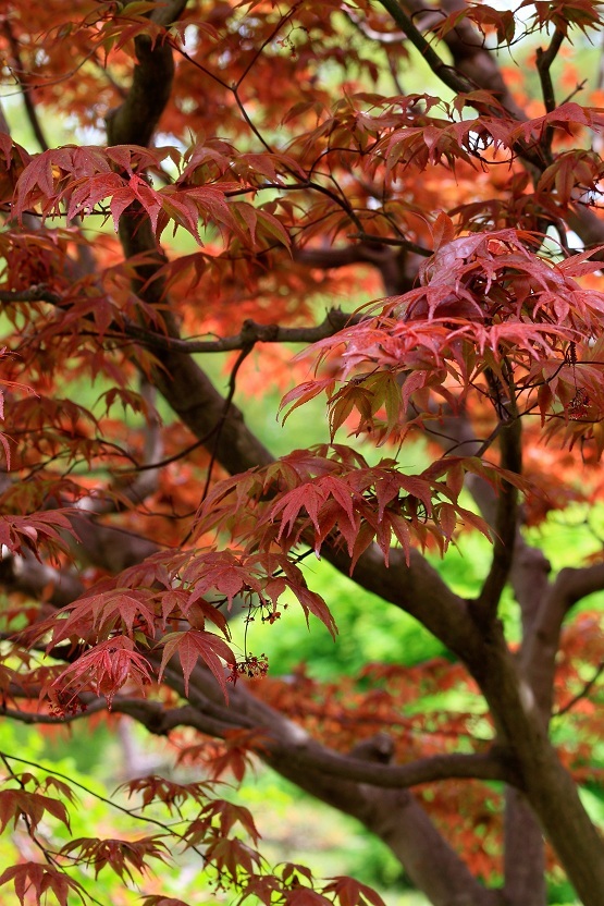 春の紅葉