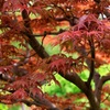 春の紅葉
