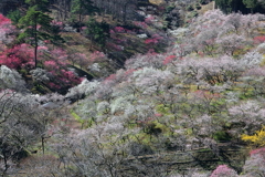 梅林